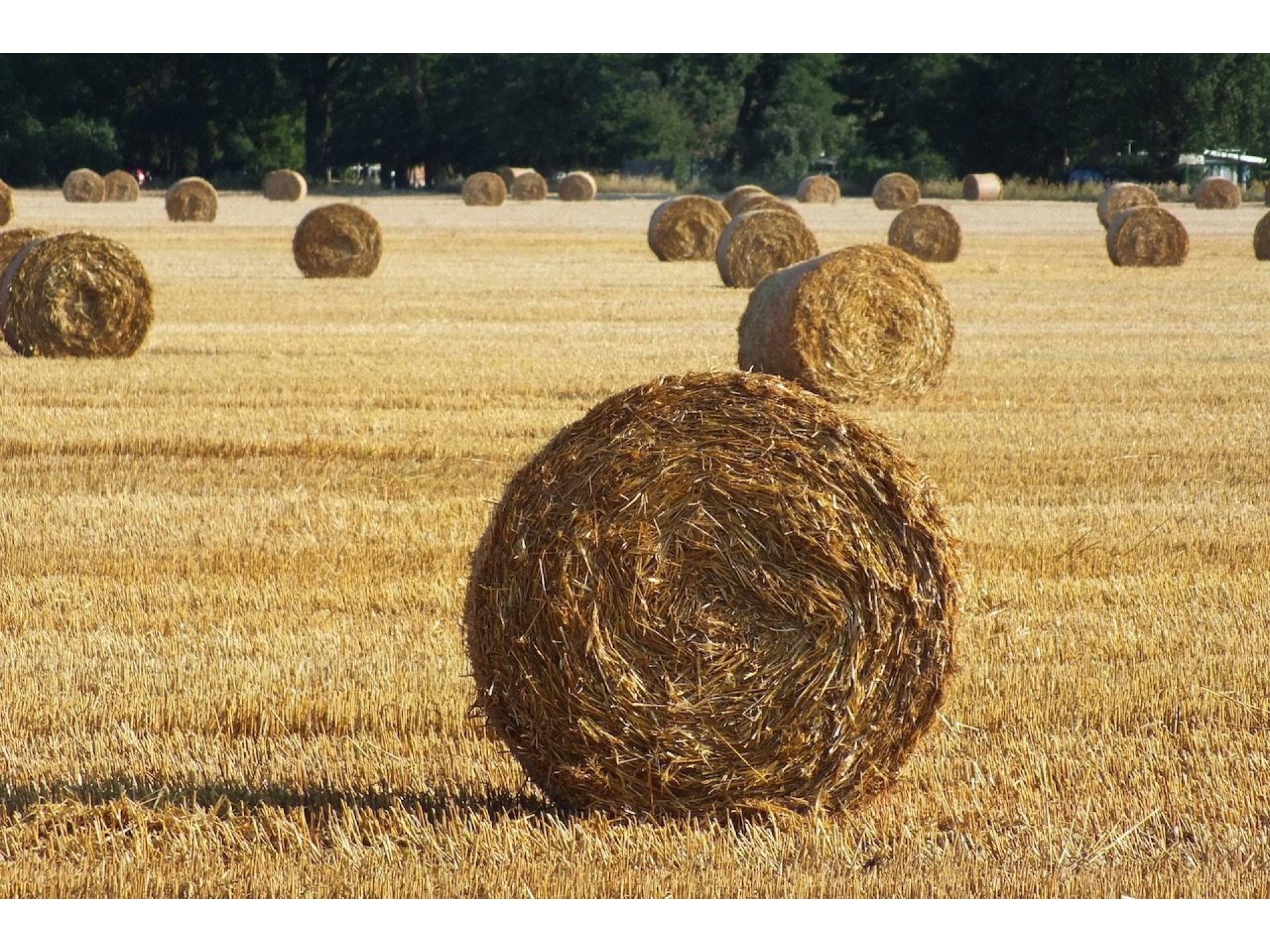 Landschaft im August
