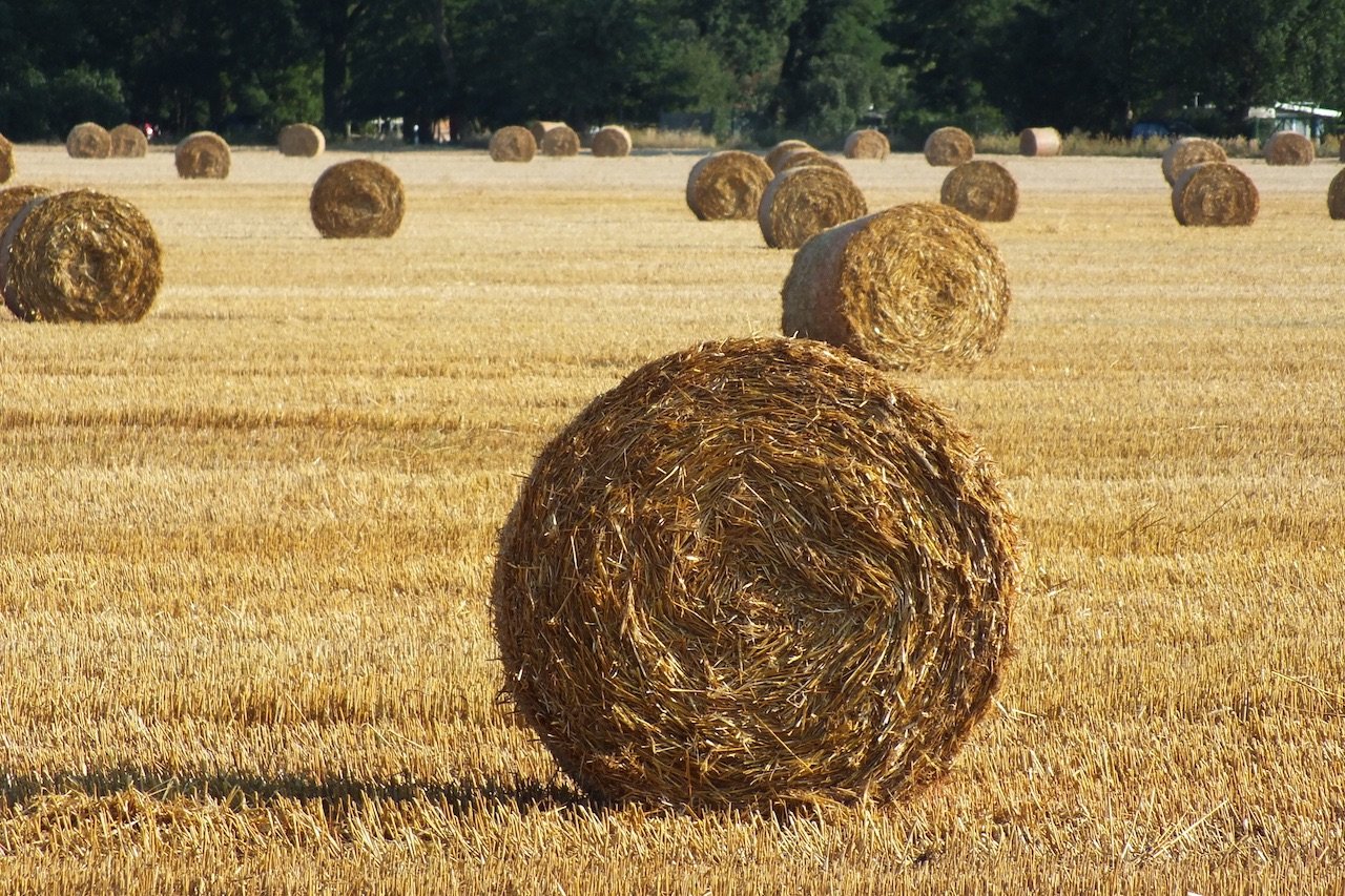 Landschaft im August